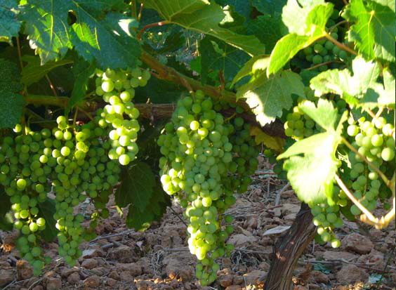 Weinstrauch mit Stamm rechts 2 auf 20 Prozent